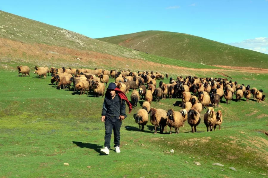 Çobanlarla fermerlər arasında toqquşma: 21 nəfər öldü