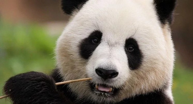 Pandalar zooparkın işçisinə hücum etdi 