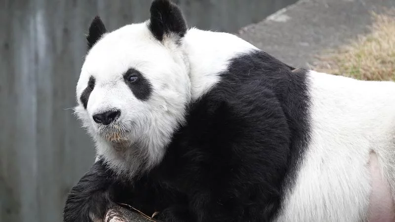 Ən yaşlı panda öldü 