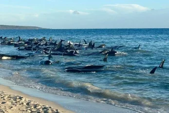 Balinalar kütləvi şəkildə sahilə çıxdı 