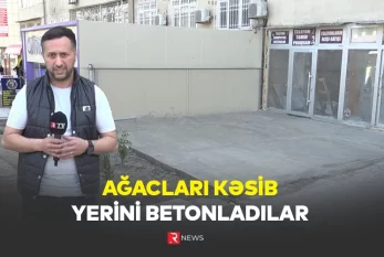Binəqədi rayonunda ağacları kəsib yerini betonladılar - ÖZƏL