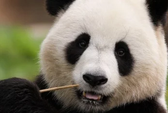 Pandalar zooparkın işçisinə hücum etdi 