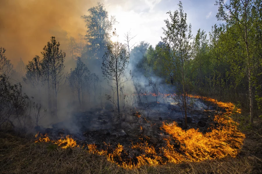 Rostov vilayətində meşə yanğınının sahəsi 117 hektara çatıb 