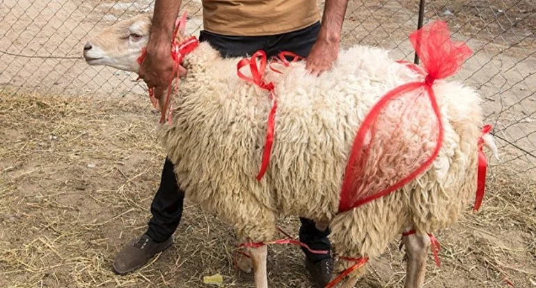 Nişanlı qız üçün qurban kəsilməsi günahdırmı? 