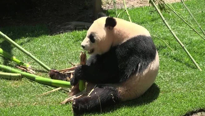 Çindən İspaniyaya "Panda Diplomatiyası" 