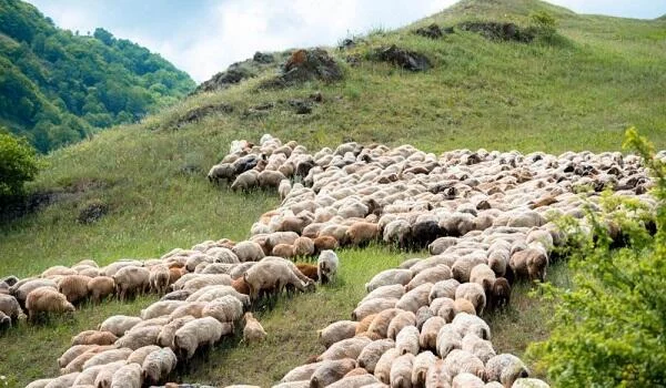 Oğuzda qoyunları otarmağa gedən kişi ölü tapıldı 