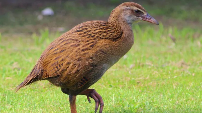 Yeni Zelandiyada qalmaqal: 500 min dollar üçün nadir quşu öldürüb yedi