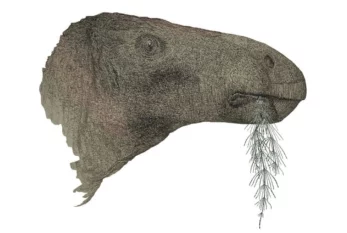 125 milyon illik yeni dinozavr növünün fosili tapılıb 