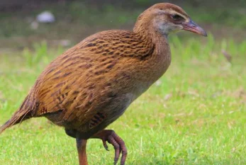 Yeni Zelandiyada qalmaqal: 500 min dollar üçün nadir quşu öldürüb yedi