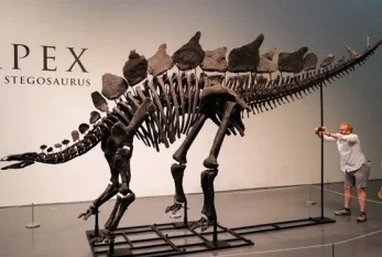 Ən böyük dinozavr fosili görün neçəyə satıldı