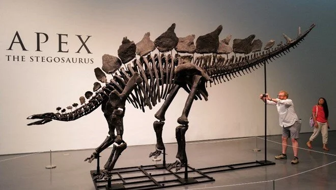 Ən böyük dinozavr fosili görün neçəyə satıldı