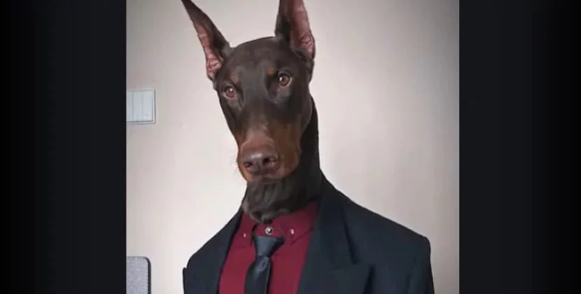 Doberman insanlar üçün geyim nümayiş etdirən model oldu 