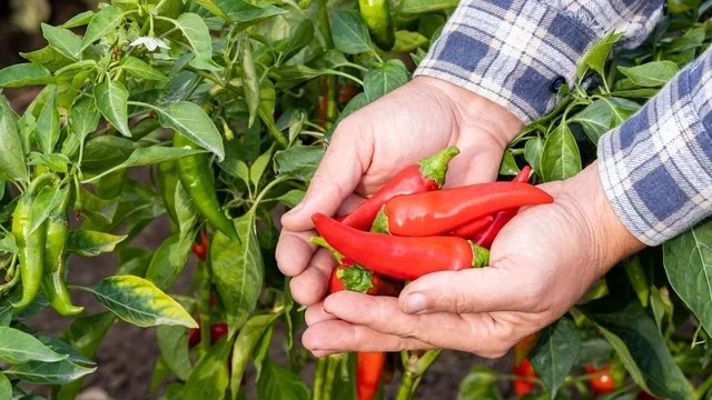 Acı bibərin nə kimi faydaları var? 