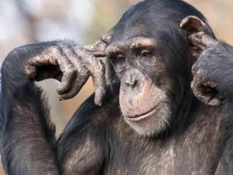 Şimpanzelərin yeni bacarığı alimləri heyrətə gətirdi 