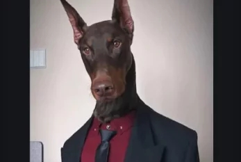 Doberman insanlar üçün geyim nümayiş etdirən model oldu 