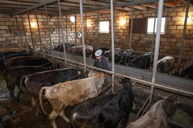 Şamaxıda kişi peyin qoxusuna görə qonşularını bıçaqladı 