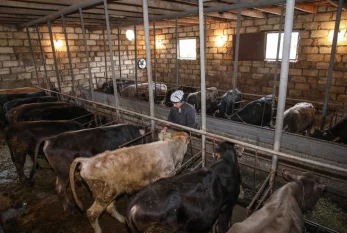 Şamaxıda kişi peyin qoxusuna görə qonşularını bıçaqladı 