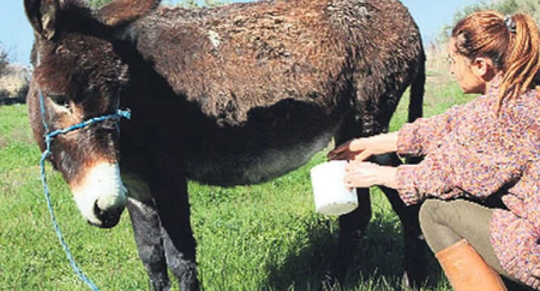 Eşşək südünün "dodaq uçuqladan" qiyməti açıqlandı 