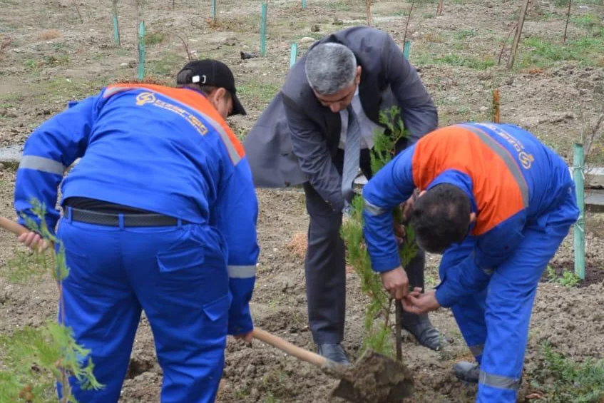 “Azərişıq” ASC-dən genişmiqyaslı ağacəkmə aksiyası - Fotolar