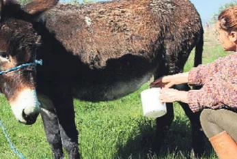 Eşşək südünün "dodaq uçuqladan" qiyməti açıqlandı 