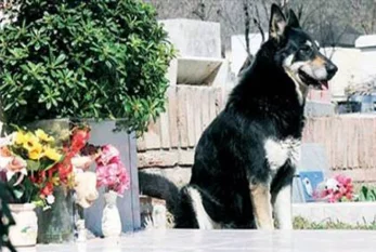 Bu ulduz aktrisanı it məzarlığında dəfn edəcəklər 