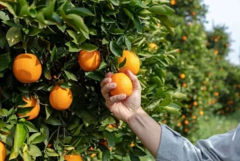 Hər gün portağal yemək qarın yağını əridir? 