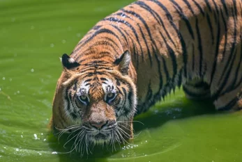 Zooparkda kütləvi heyvan ölümü - BU VİRUSA YOLUXDULAR