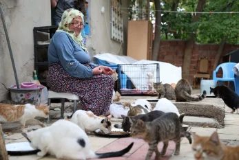 Yaşlı qadın 70 pişiyə qulluq edir 