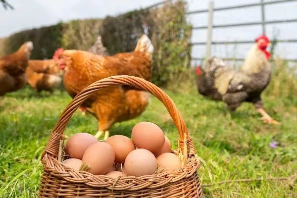 "Kənd yumurtası" bahalaşır, sənaye üsulu ilə istehsal olunanlar isə 