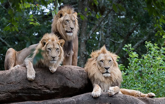 Zooparkda şirlər gözətçini parçaladı 