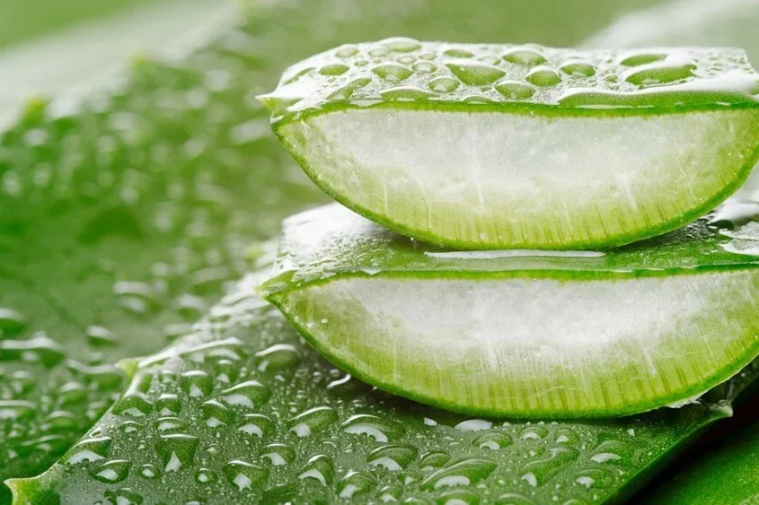 Niyə müntəzəm olaraq aloe vera yeməlisiniz? 