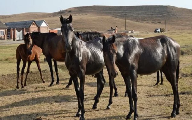 At almağa getmişdi, 15 yaşlı qızı qaçırdı 